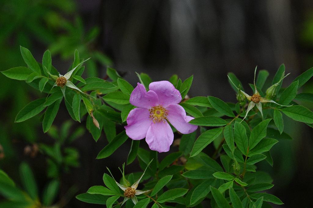 2025-07029325 Broadmoor Wildlife Sanctuary, MA.JPG - Swamp Rose (Rosa palustris). Broadmoor Wildlife Sanctuary, MA, 7-2-2025